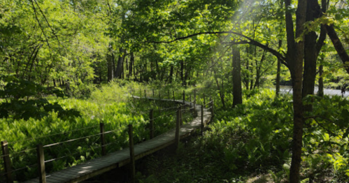 A wooden path winds through a lush green forest, surrounded by vibrant foliage and dappled sunlight.
