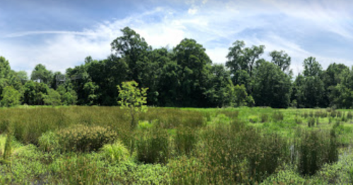 A lush green landscape featuring tall grasses and trees under a bright blue sky with scattered clouds.