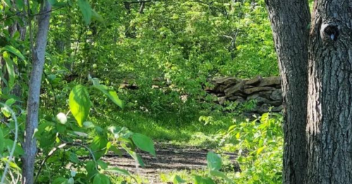 A lush green forest scene with trees and a stone wall partially visible in the background. Sunlight filters through the leaves.