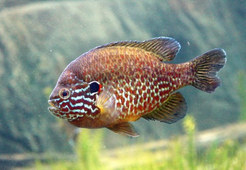 A colorful fish with a patterned body swimming in clear water, surrounded by aquatic plants.