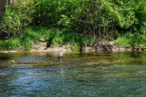 A heron stands on a small island in a clear river, surrounded by lush green foliage and trees.