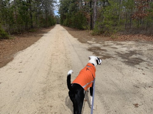 A black and white dog in an orange vest walks along a sandy path surrounded by trees.