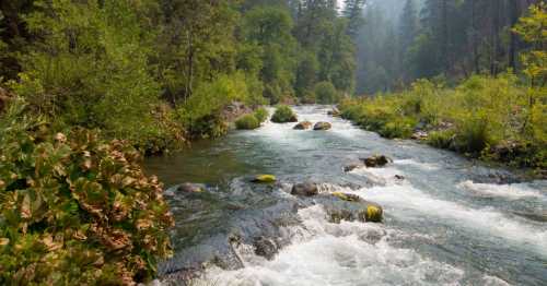 A serene river flows through a lush green forest, with rocks and gentle rapids under a misty atmosphere.