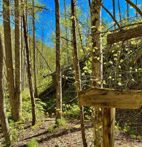 A wooden sign for "Ridge Camp Trail" surrounded by lush green trees and bright blue sky in a forest setting.