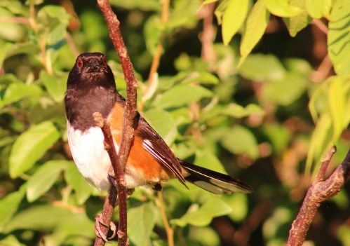 A bird with a black head, white belly, and orange-brown sides perched on a branch among green leaves.