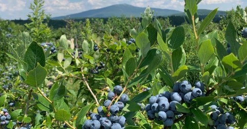 A close-up view of fresh blueberries on a branch with Mount Monadnock visible in the background.