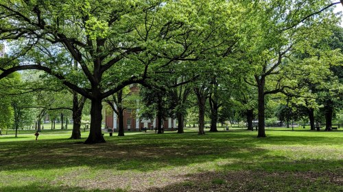 A lush green park with large trees and a building in the background, bathed in sunlight.