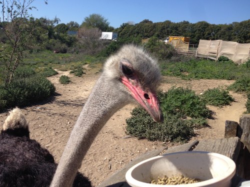 Close-up of an ostrich's head with a blurred background of greenery and a feeding bowl in the foreground.