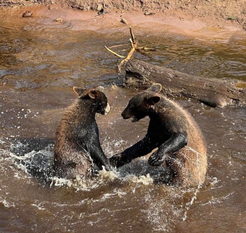 Two bears playfully splash in a river, engaging with each other amidst the water and a log in the background.
