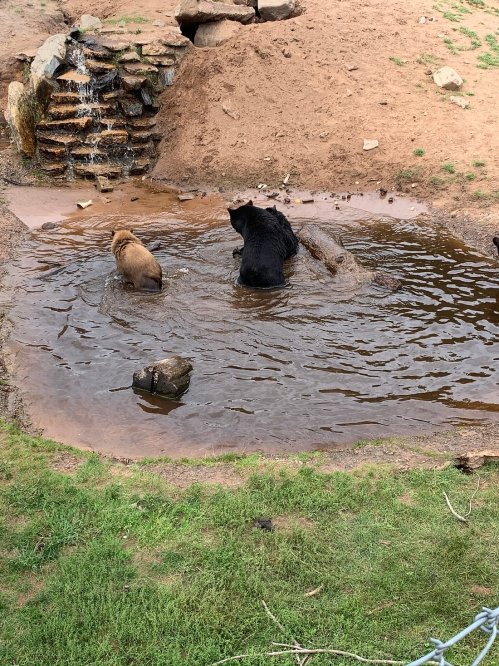Two bears play in a muddy pond, surrounded by rocks and grass, with a small waterfall in the background.