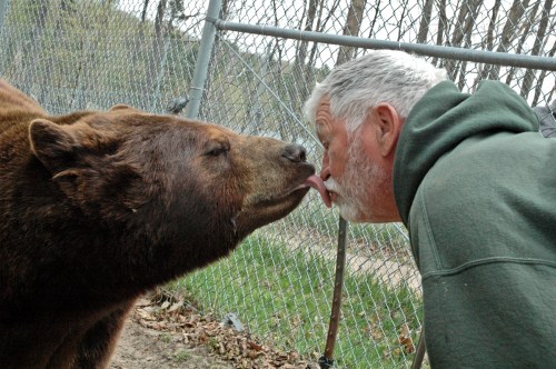A man and a bear are playfully touching noses, with the bear extending its tongue towards the man.