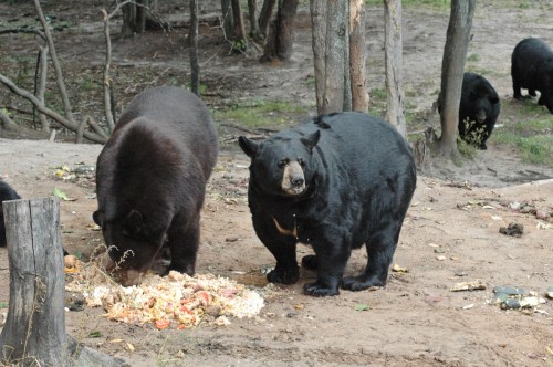 Two bears foraging for food on the ground, surrounded by trees and other bears in the background.