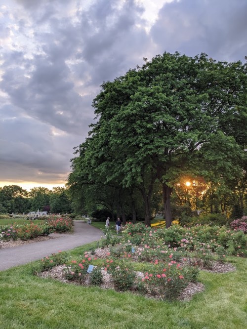 A serene park scene with blooming rose bushes, a winding path, and a sunset peeking through lush green trees.