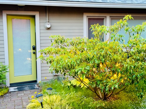 A green door next to a flowering bush, with a stone pathway and soft garden lighting in front of a house.