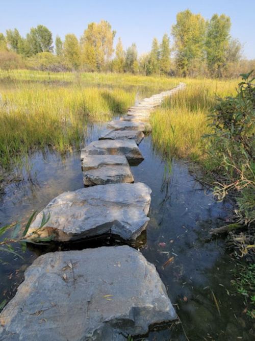 A pathway of large stones leads through a serene wetland, surrounded by tall grasses and trees under a clear blue sky.