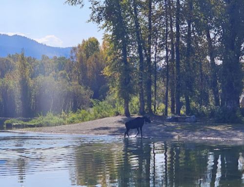A black cow wades through shallow water near a sandy shore, surrounded by trees and mountains in the background.