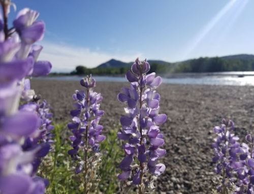 Purple flowers in the foreground with a river and mountains in the background under a clear blue sky.