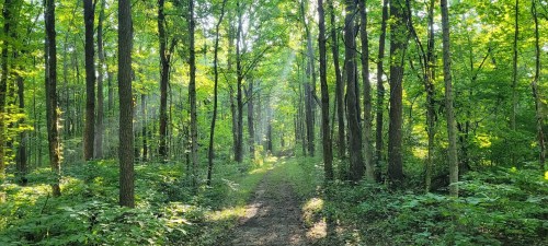 A sunlit forest path surrounded by tall trees and lush green foliage.