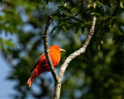 A vibrant red bird perched on a branch, surrounded by green leaves and a blurred background.