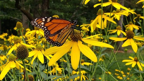 A vibrant monarch butterfly perched on a bright yellow flower amidst a field of blooming flowers.