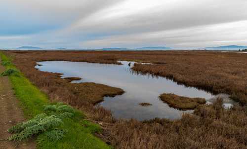 A serene wetland landscape with a winding waterway, surrounded by brown grasses and distant hills under a cloudy sky.