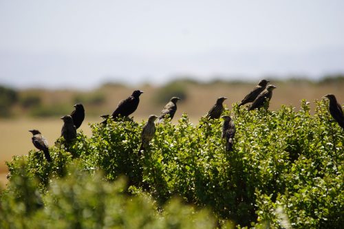 A group of birds perched on a green bush, with a blurred landscape in the background.