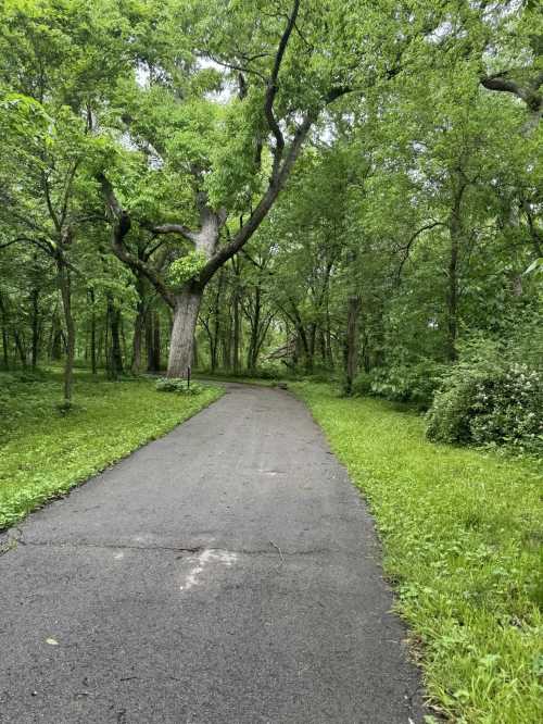 A serene, tree-lined path winding through a lush green forest.