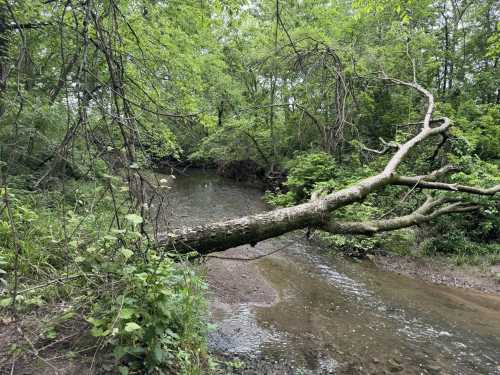 A serene creek flows through a lush green forest, with a fallen tree arching over the water.