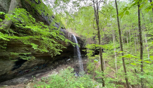 A serene waterfall cascades over a rocky ledge, surrounded by lush green trees and foliage in a tranquil forest setting.