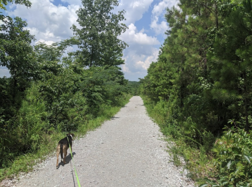 A dog on a leash walks along a gravel path surrounded by lush greenery and trees under a partly cloudy sky.