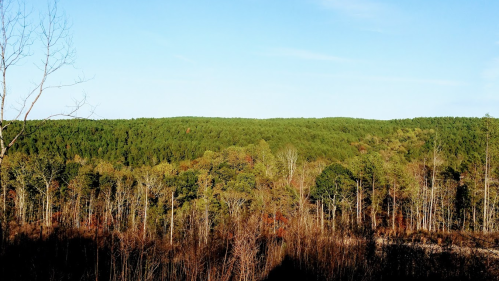 A panoramic view of a lush green forest with a clear blue sky, featuring a mix of tall trees and open land.
