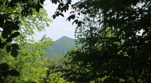 A view of a distant mountain framed by lush green trees and foliage.