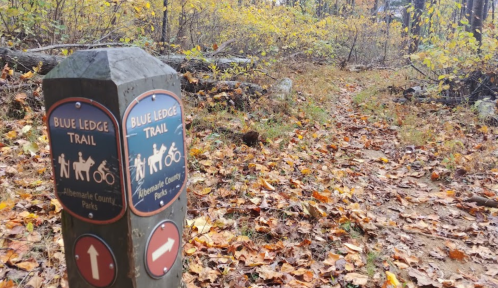 Signpost for the Blue Ledge Trail in a wooded area with autumn leaves scattered on the ground.
