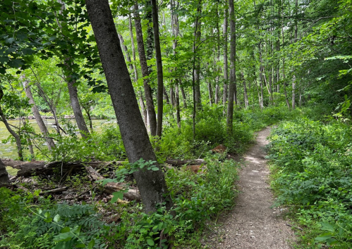 A narrow dirt path winds through a lush green forest with tall trees and dense underbrush beside a river.