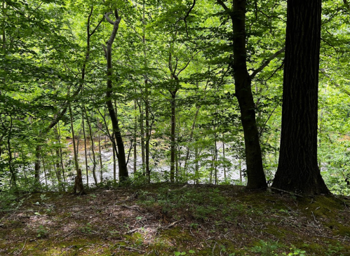 Lush green forest with trees surrounding a river, creating a serene and tranquil natural setting.