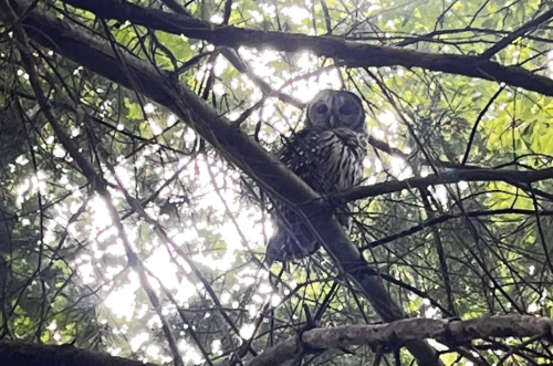 A barred owl perched on a tree branch, surrounded by green leaves and dappled sunlight.