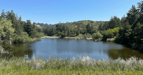 A serene pond surrounded by lush greenery and trees under a clear blue sky.