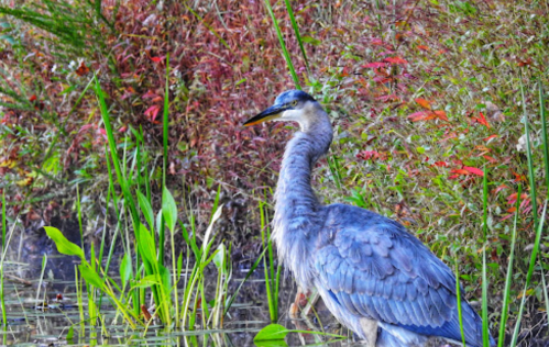 A blue heron stands near water, surrounded by vibrant green plants and autumn-colored foliage.
