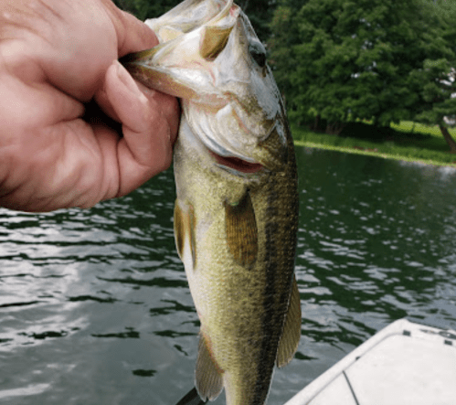 A person holding a large bass fish above a calm lake, with greenery in the background.