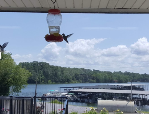 A hummingbird approaches a feeder near a lake with boats and lush greenery in the background under a blue sky.