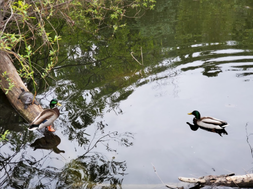 A mallard duck stands on a log by a pond, while another swims nearby, surrounded by greenery and rippling water.