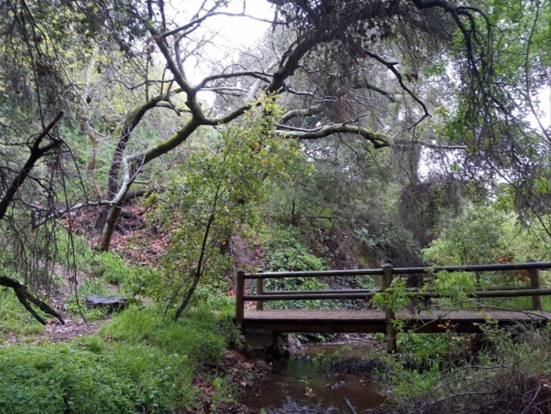 A wooden bridge crosses a small stream in a lush, green forest with overhanging trees and foliage.