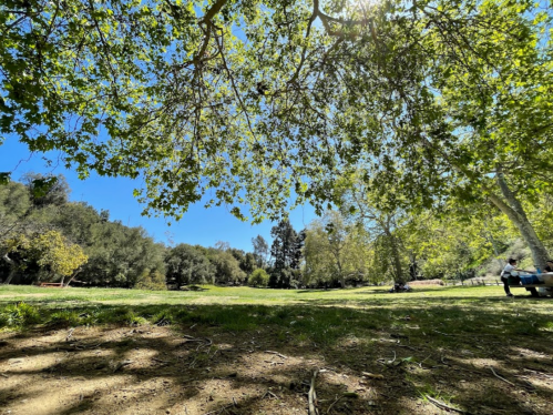 A sunny park scene with lush green trees and a clear blue sky, showcasing a peaceful, open grassy area.