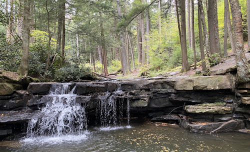 A serene forest scene featuring a small waterfall cascading over rocks, surrounded by lush green trees.