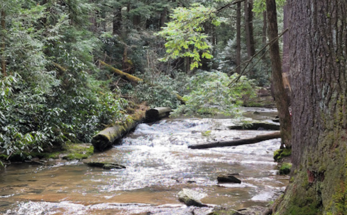 A serene forest stream flows over rocks, surrounded by lush greenery and tall trees.