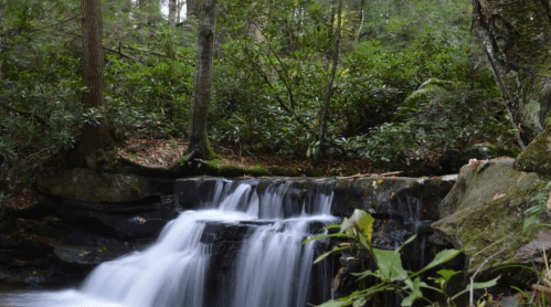 A serene waterfall cascades over rocks, surrounded by lush green trees and foliage in a tranquil forest setting.