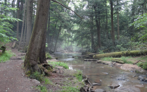 A serene forest scene with a winding creek, tall trees, and mist creating a tranquil atmosphere.