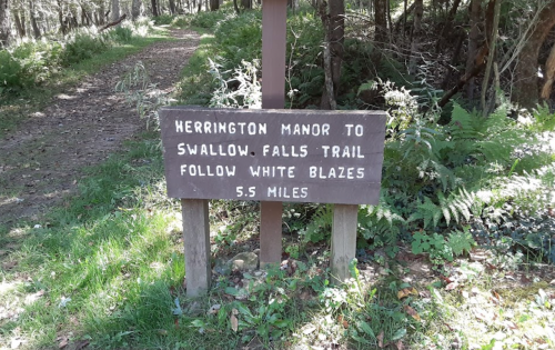 Signpost indicating the Herrington Manor to Swallow Falls Trail, with directions to follow white blazes for 5.5 miles.