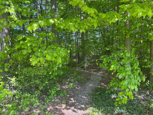 A lush green forest with vibrant leaves framing a narrow dirt path leading into the trees.