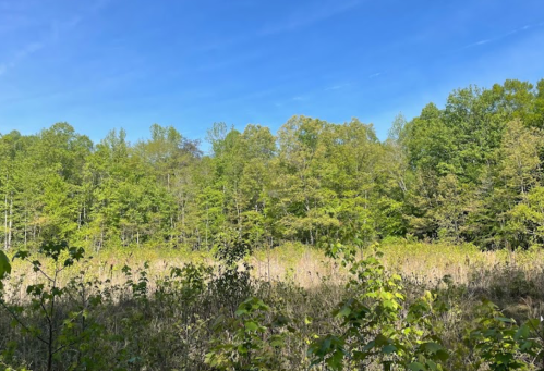 A sunny landscape featuring a field of tall grass surrounded by lush green trees under a clear blue sky.